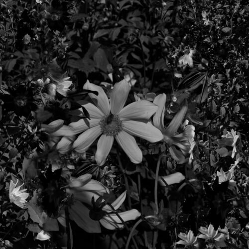 Woven in the Quiet